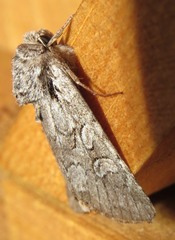 Lasionycta proxima