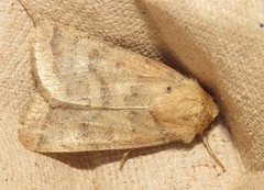 Hoplodrina octogenaria