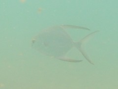 Trachinotus blochii