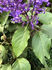 Plectranthus ecklonii