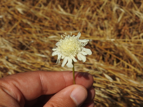 Pycnocomon rutifolium