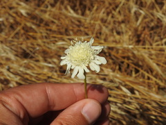 Pycnocomon rutifolium