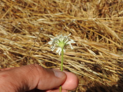 Pycnocomon rutifolium, photograph (c) Duarte Frade, some rights reserved (CC BY)