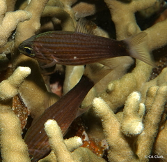 Cheilodipterus artus