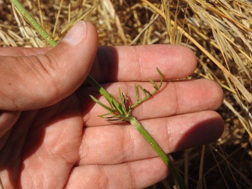 Pycnocomon rutifolium, photograph 2