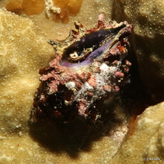 Muricoidea