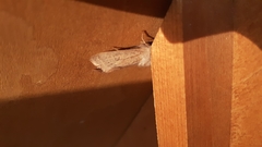 Orthosia gracilis