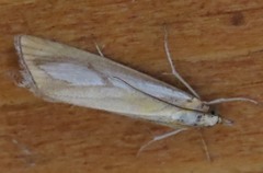 Catoptria conchella