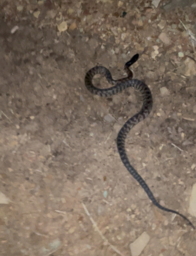 Black-headed Python