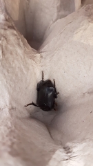 Nicrophorus humator