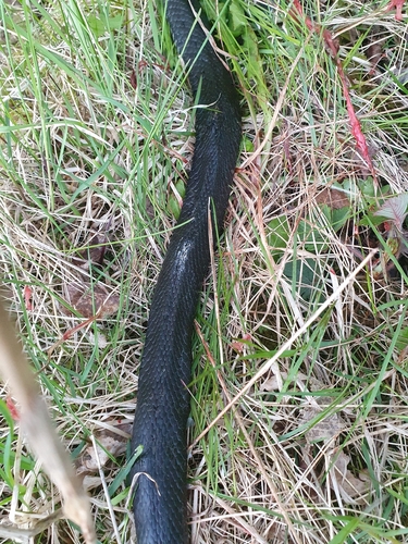 grass snake