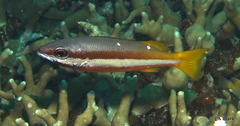 Lutjanus biguttatus