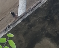 Acridotheres tristis