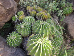 Echinopsis oxygona