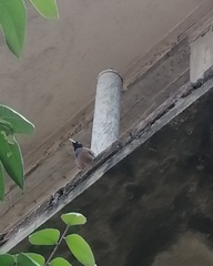 Acridotheres tristis