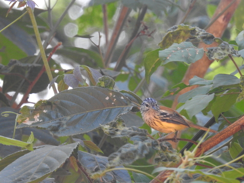 Streak-capped Antwren