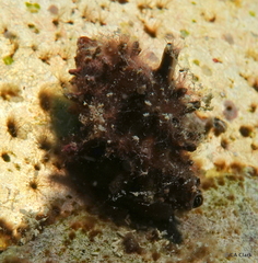 Muricoidea