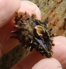 Muricoidea