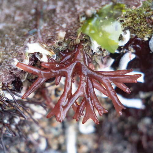 Scinaia furcellata observed 2026-05-17