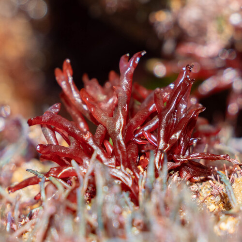 Scinaia furcellata observed 2026-05-17