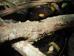 Heliocypha fenestrata