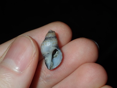 Agnewia tritoniformis