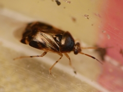 Deraeocoris lutescens