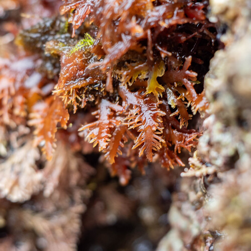 Gelidium spinosum observed 2026-05-18