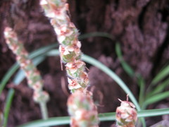 Plantago varia