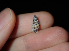 Maculotriton serriale