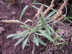 Plantago varia