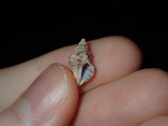 Phycothais reticulata