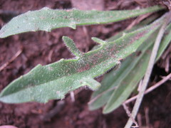 Plantago varia