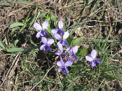 Viola ambigua