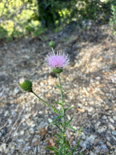 iNaturalist observation photo of Cobwebby Thistle
