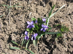 Viola ambigua