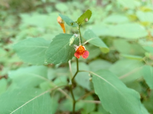 common jewelweed