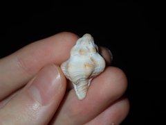 Chicoreus denudatus