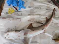 Mustelus
