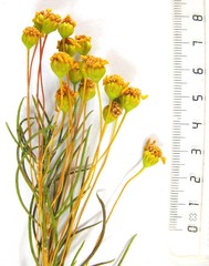 Euryops rehmannii