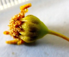 Euryops rehmannii
