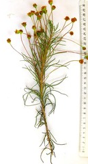 Euryops rehmannii