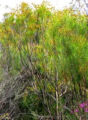 Euryops rehmannii