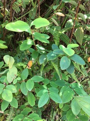 Hypericum formosanum