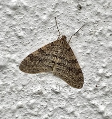 Trichopteryx carpinata