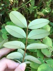 Hypericum formosanum