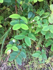 Hypericum formosanum