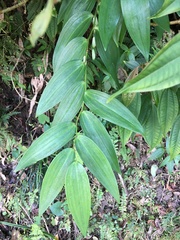 Polygonatum arisanense