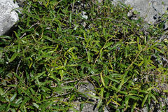 Rubus schmidelioides schmidelioides