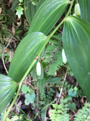 Polygonatum arisanense